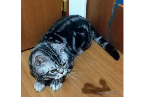 販売中のアメリカンショートヘアの親猫